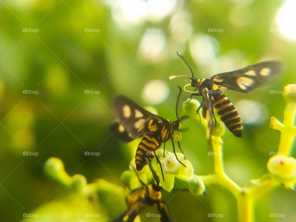 Swarm of insects.