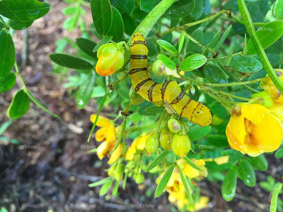 Caterpillar 