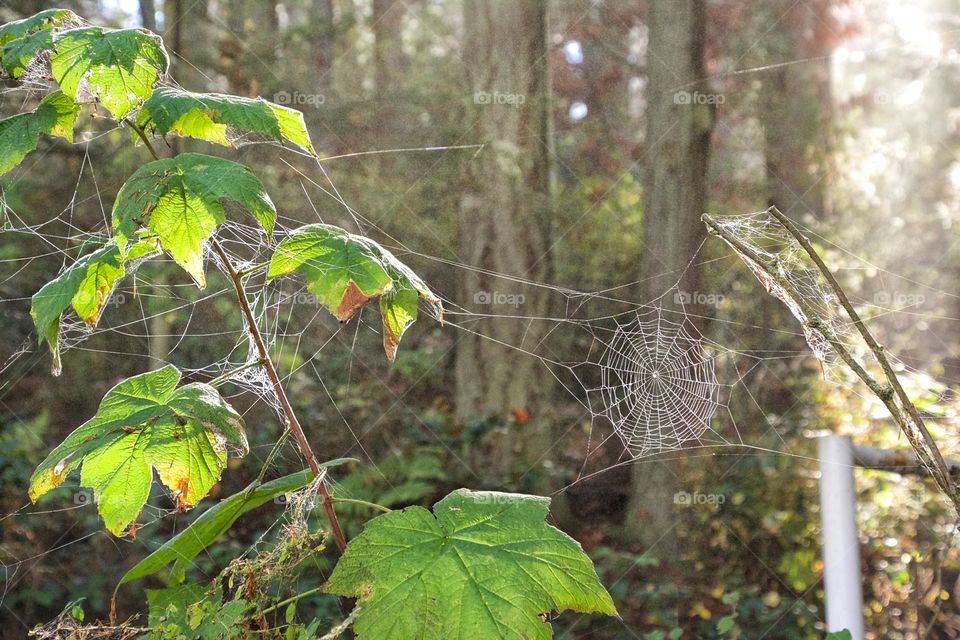 Spiderwebs