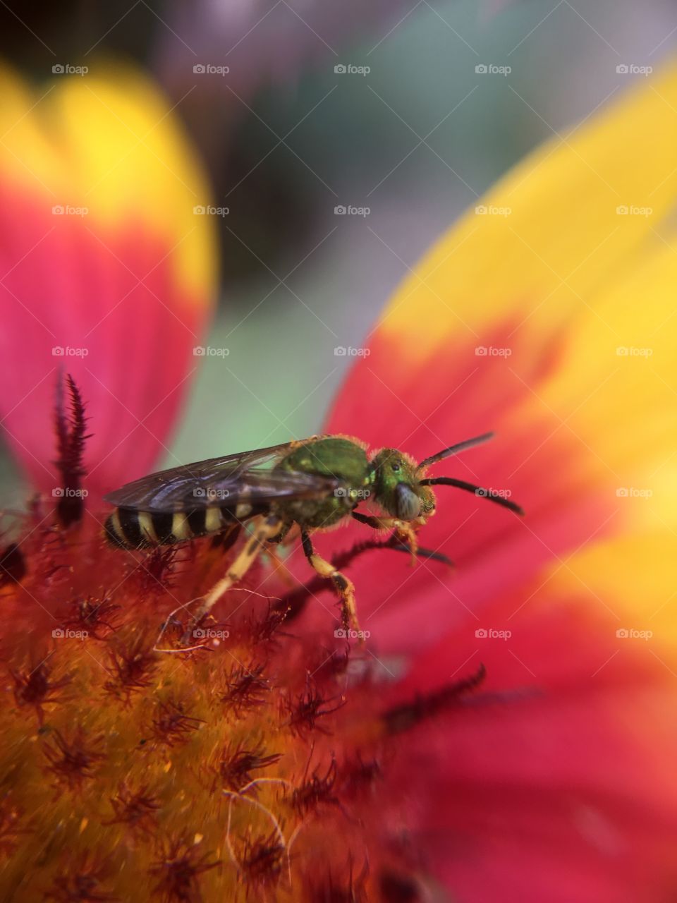 Green metallic bee