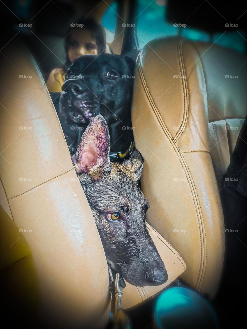 Nytro the German shepherd and Apollo the Labrador peaking from the back seat after getting wet at the dog park 