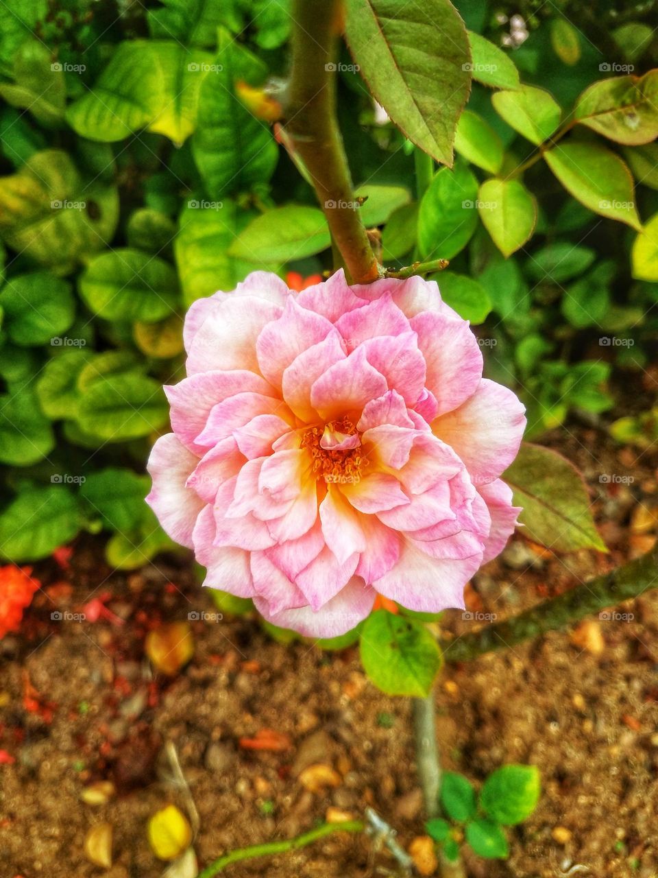 beautiful pink and white flower