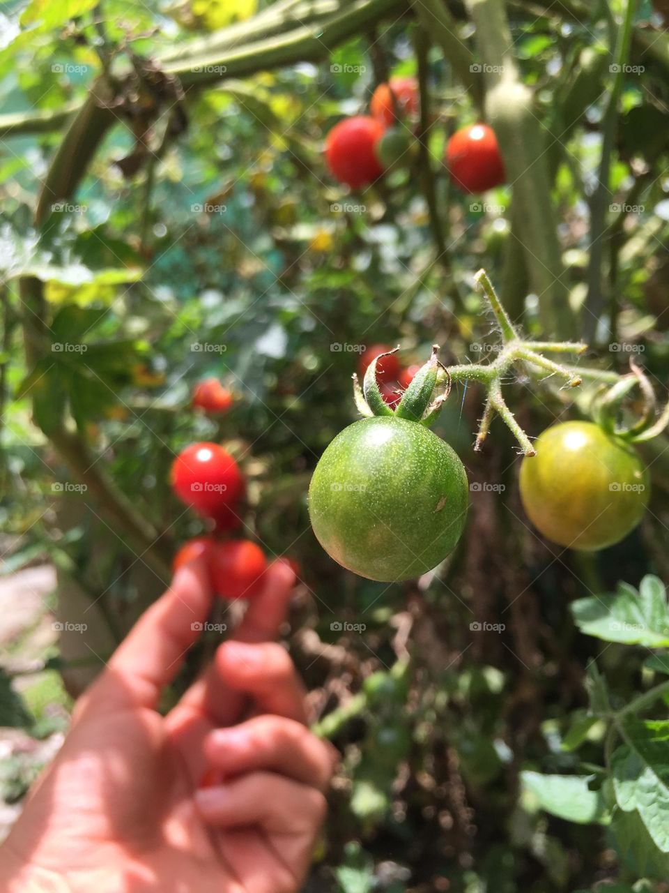 Tomato’s