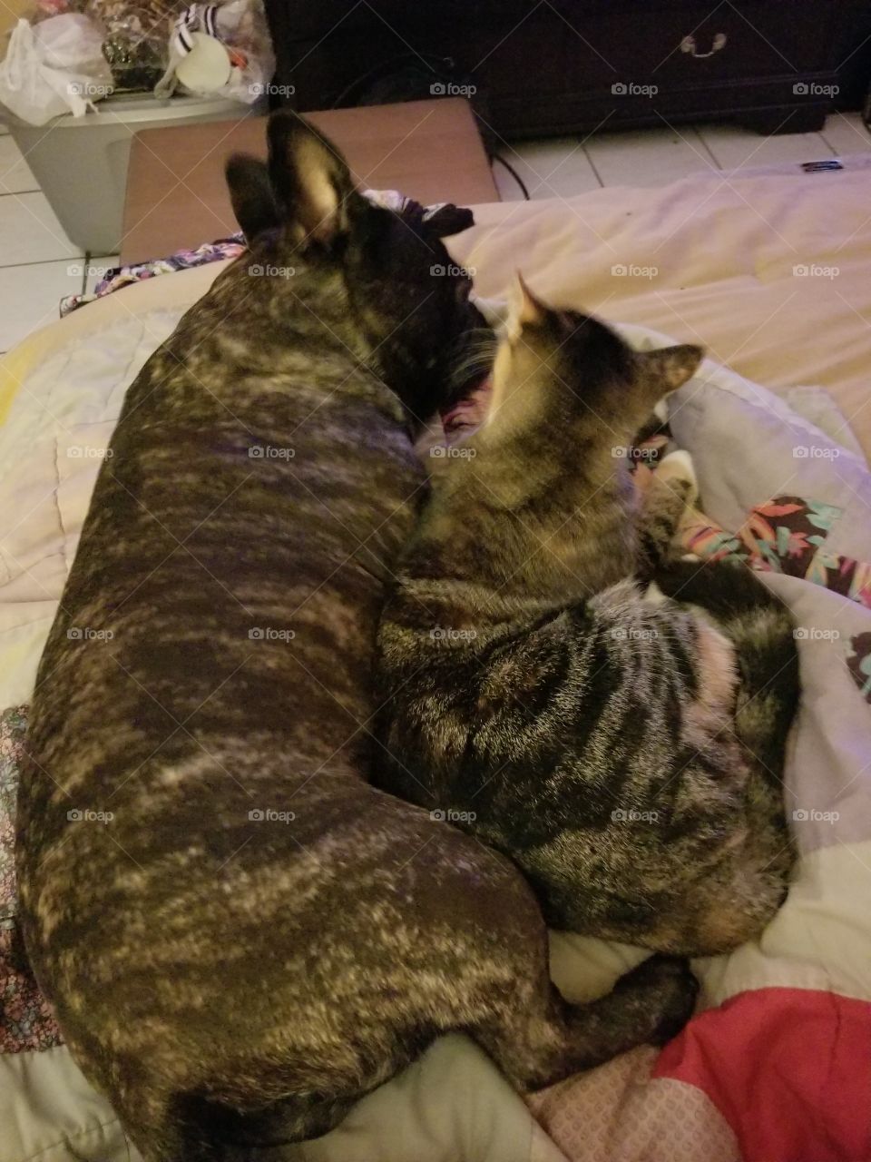 Dogs and Cats can be Best Friends