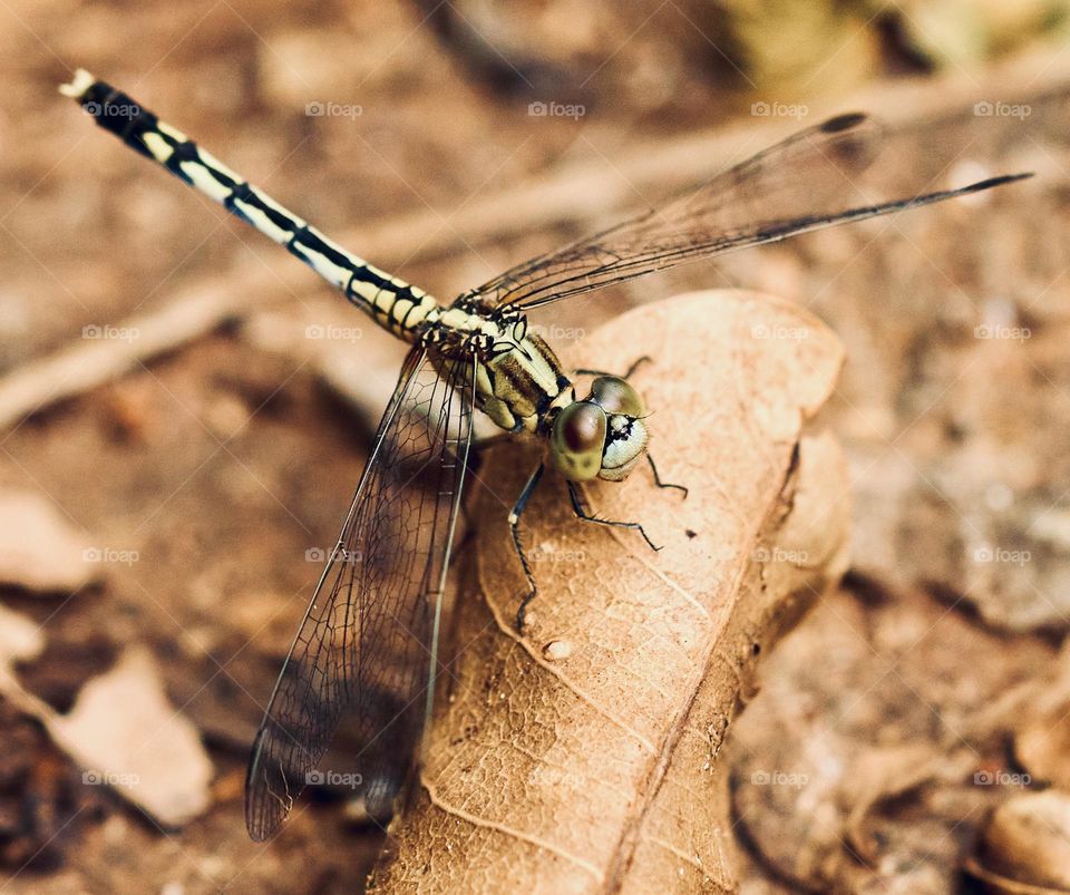 Macro style - Dragon fly - withered leaf