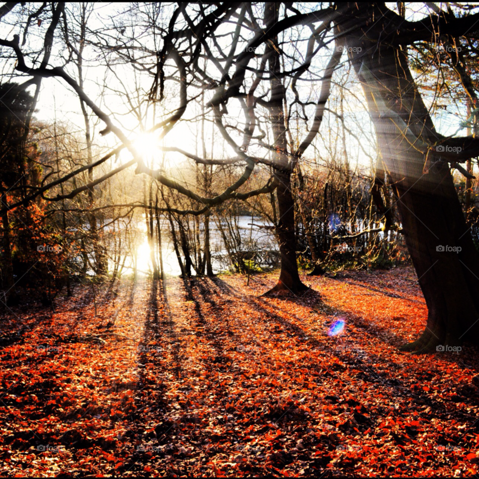 tree sun trees leaves by ItsmeBradders