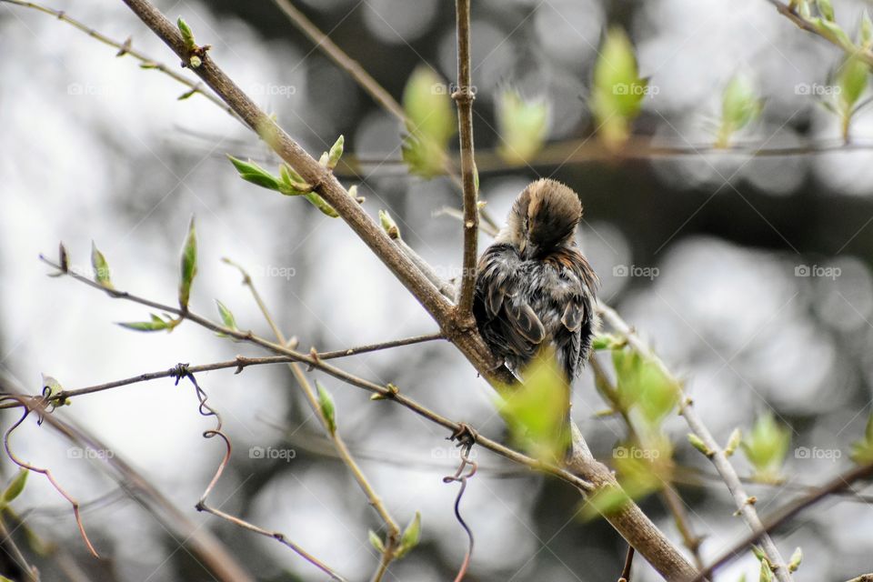 Small bird House Sparrow cleaning its feathers on a rainy day 