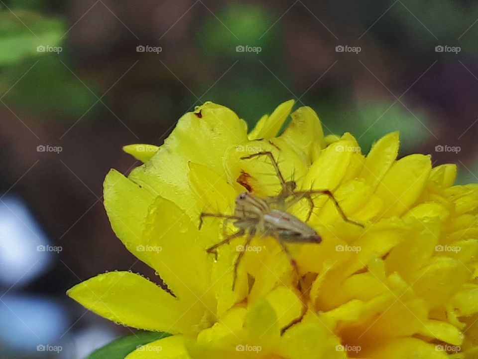 Close up of spider on flower
