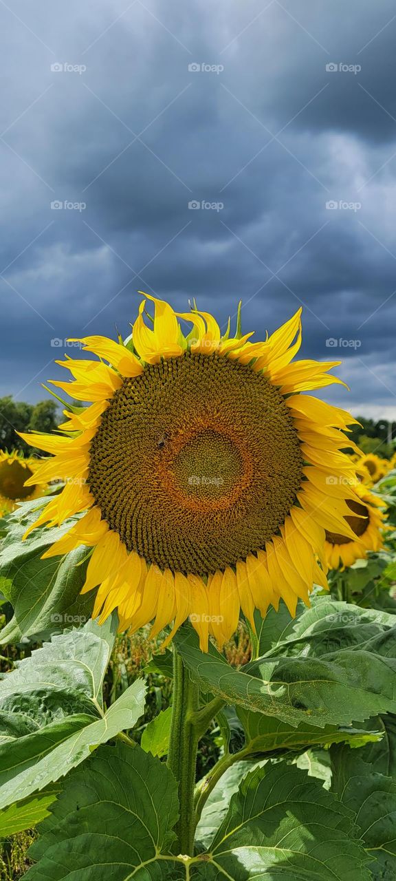 Sunflower