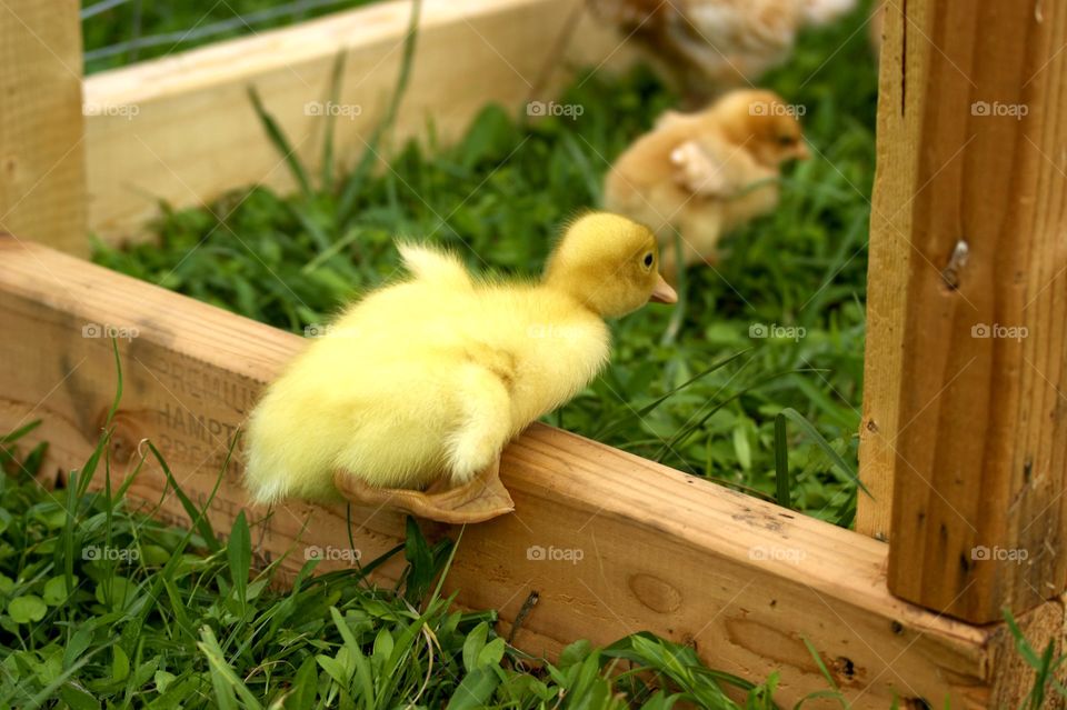 Close-up of duckling on wood