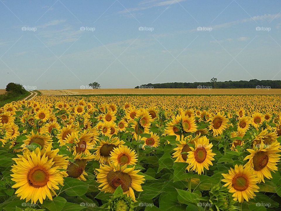 Sunflowers sunflowerfield