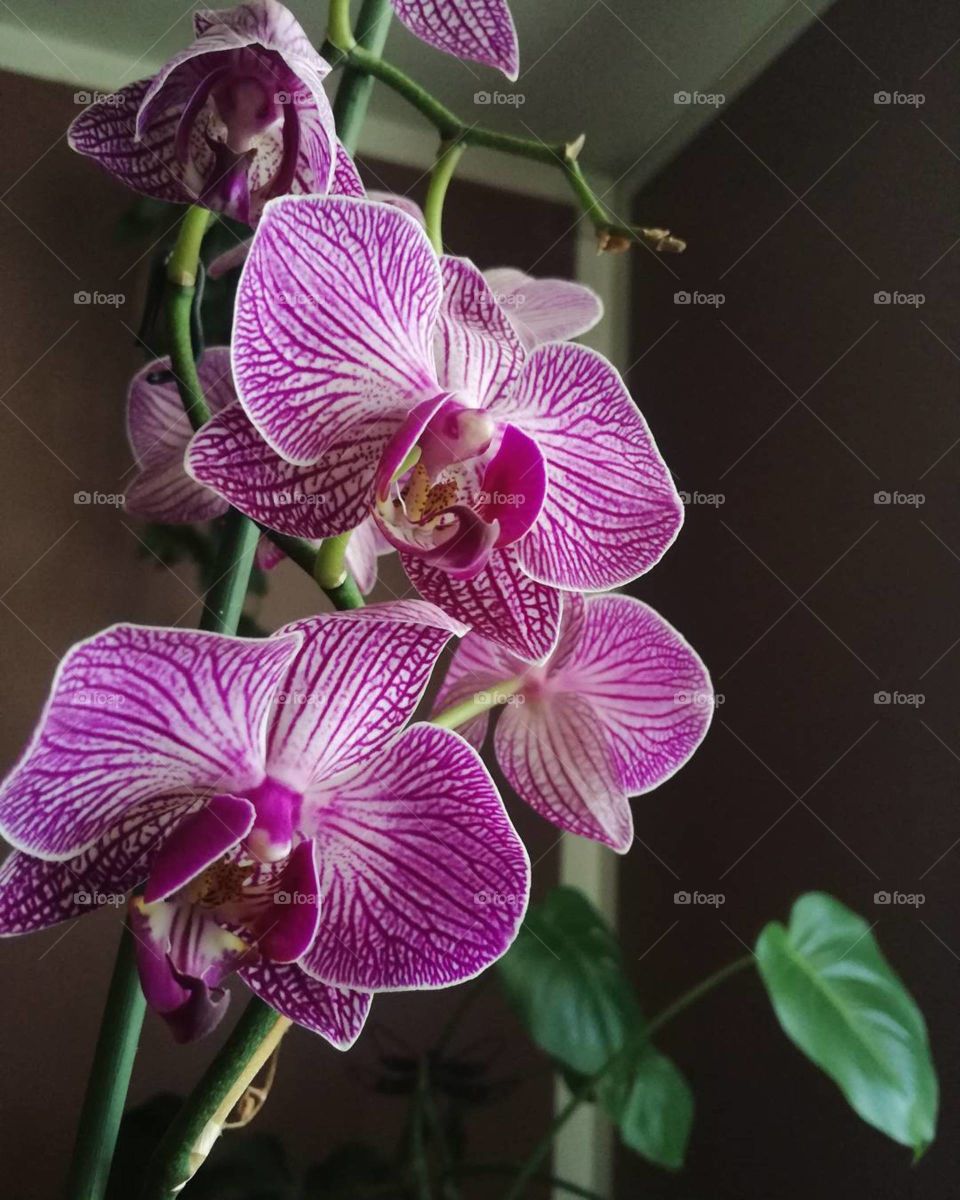 Pink orchidee