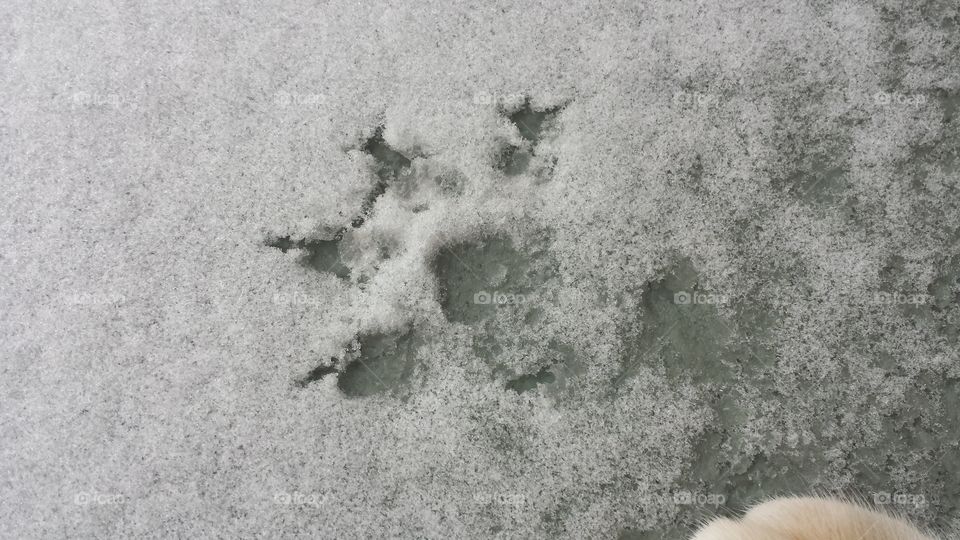 snow paw print