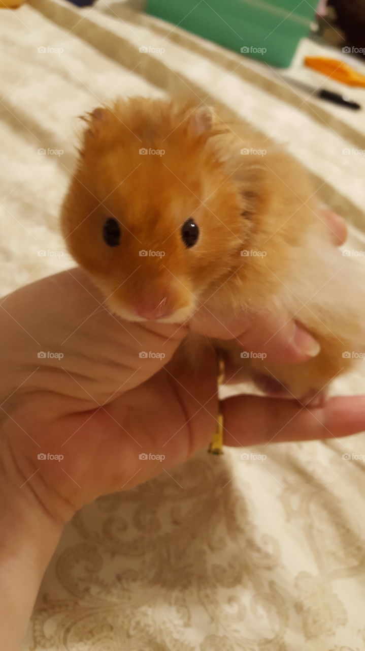 hamster in hand