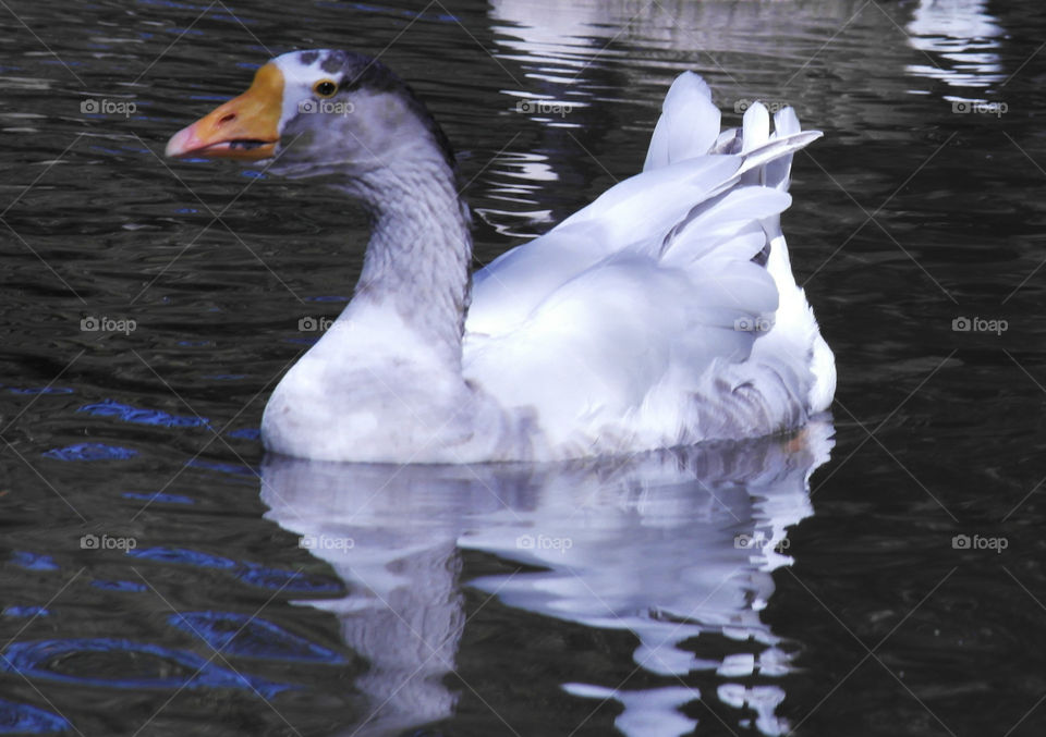 Goose in the pond Fairhope public beach Alabama 