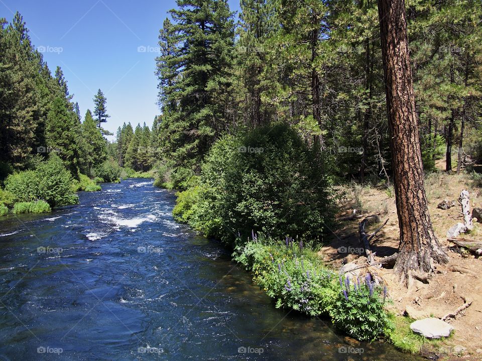 The Metolius River in Central Oregon rushes along its ponderosa pine tree and bush covered river banks on beautiful sunny summer day. 