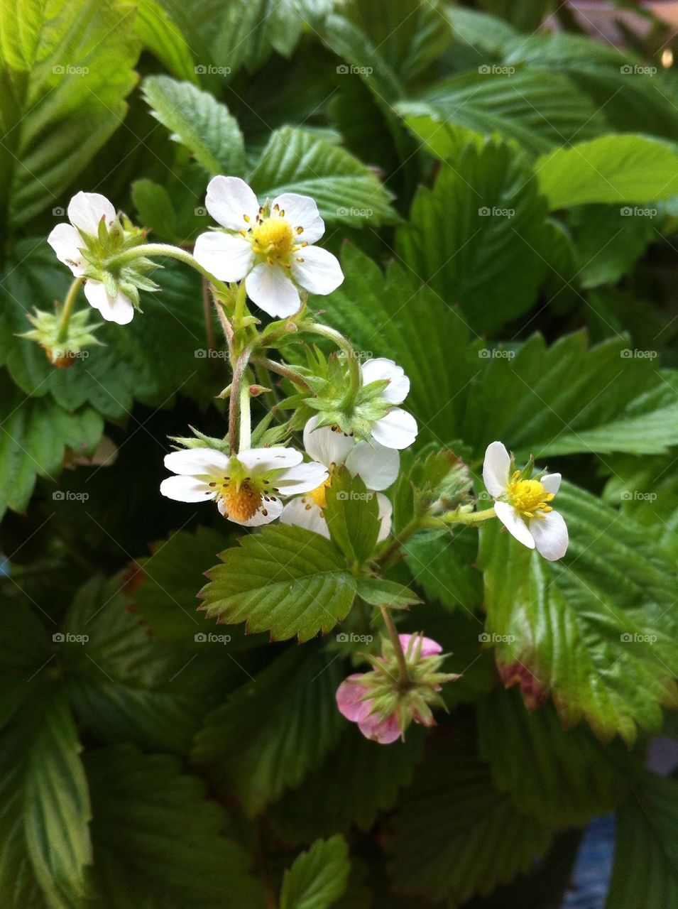 Wild strawberry