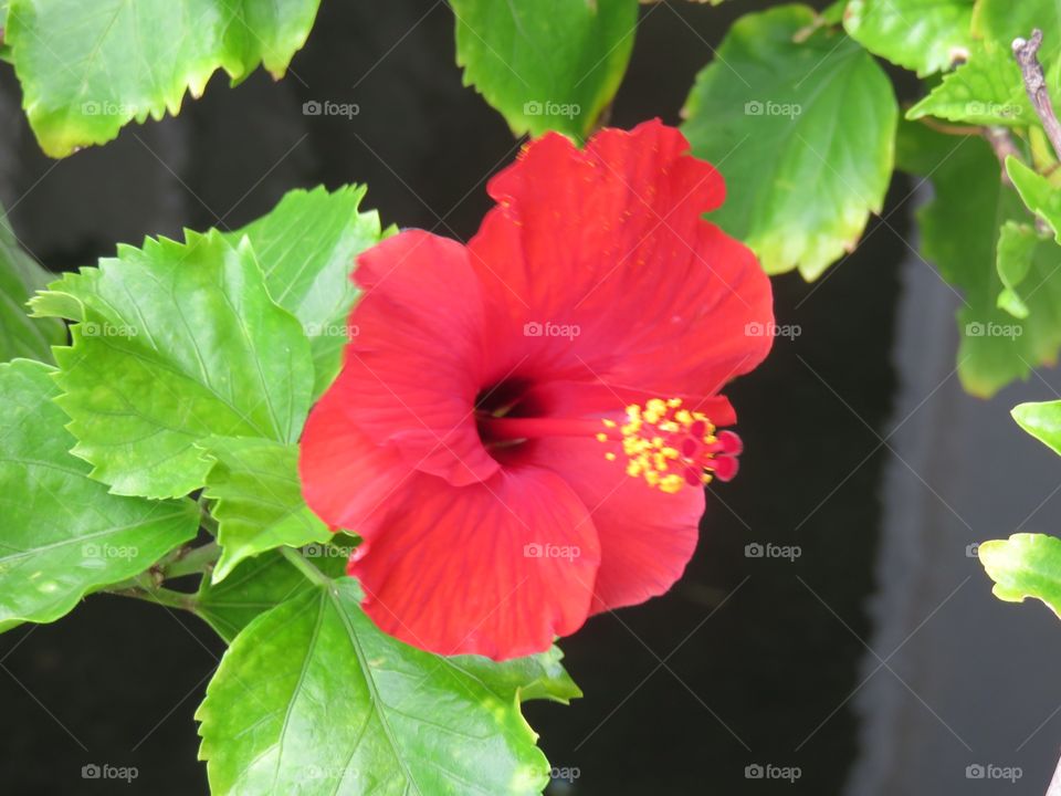 Red hibiscus