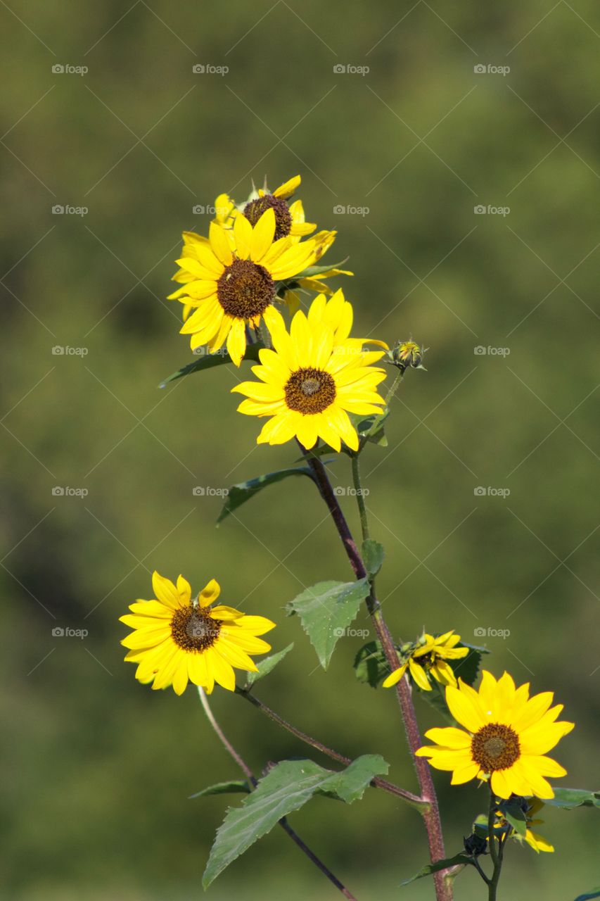 Sunflowers, turning toward the sun