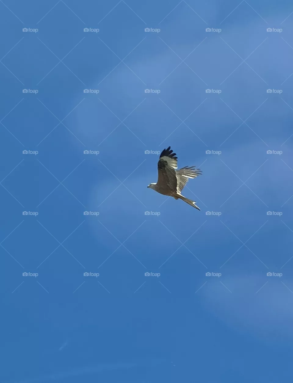 Buzzard flying with deep blue sky as background 
