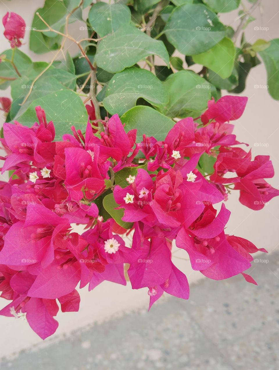 Bougainville pink flower seasonal fresh shurb looks very beautiful generally found everywhere