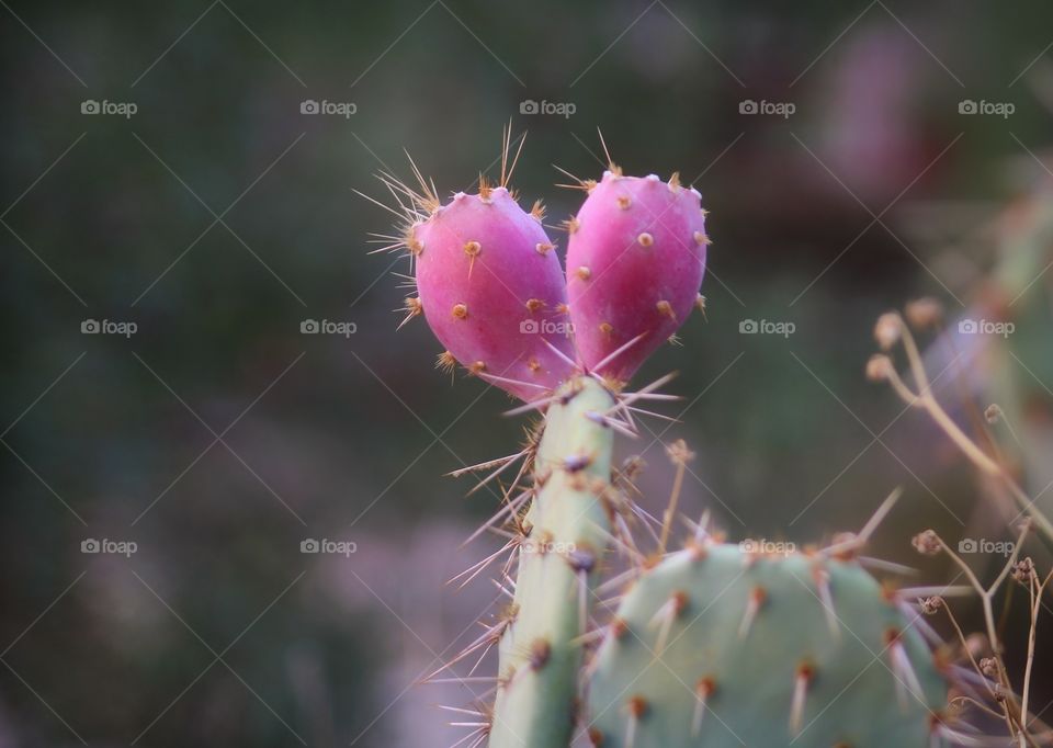 cactus