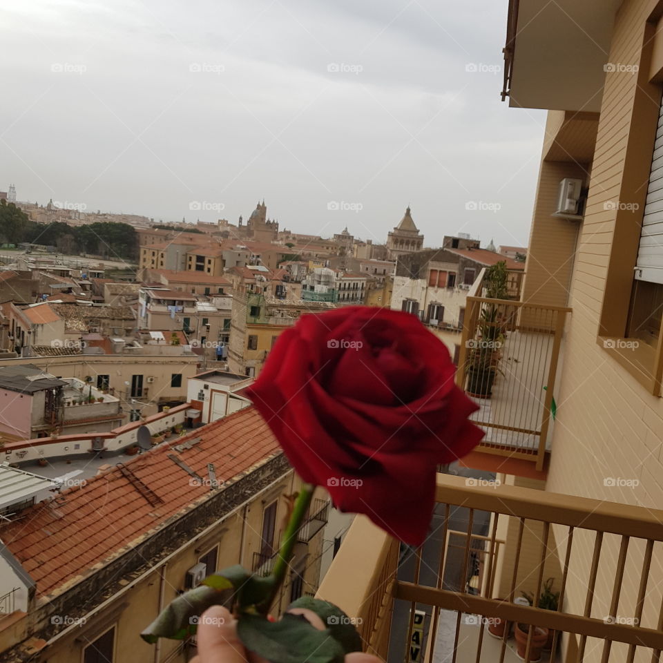 rose in the city