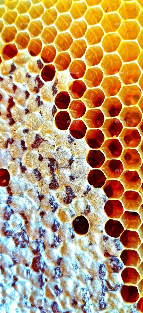 Honeycomb 🐝