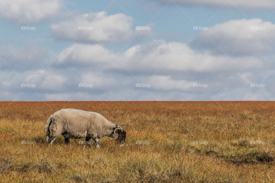 Sheep grazing in the grassy field