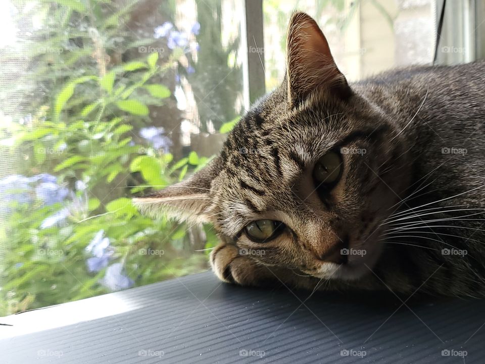 Adorable tabby laying by a window with his head on his paws