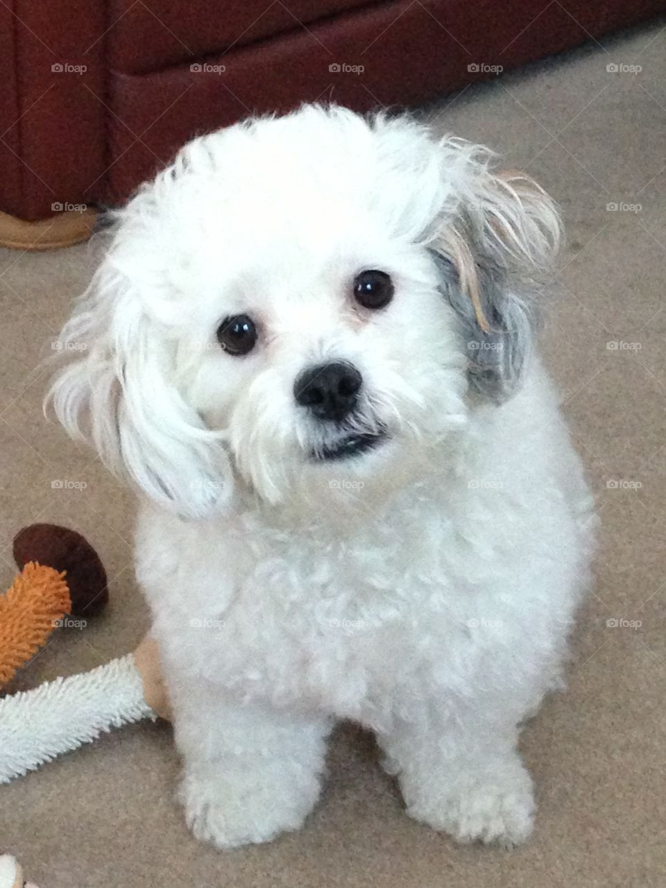 Puppy eyes. Cooper the shih-chon always want to be part of the action 