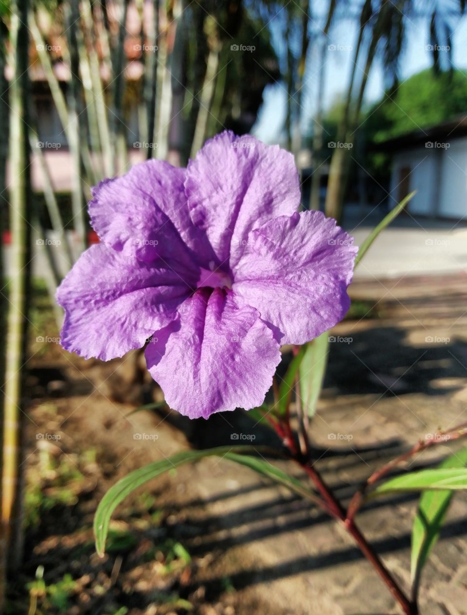 Ruellia tuberosa  flower​ in​ ​thailand​