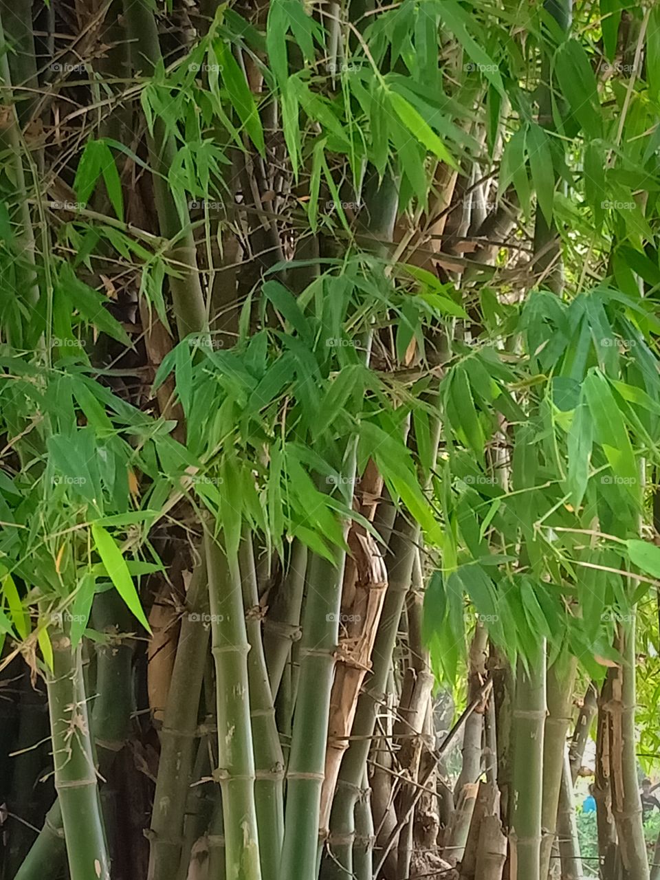 bamboo trees