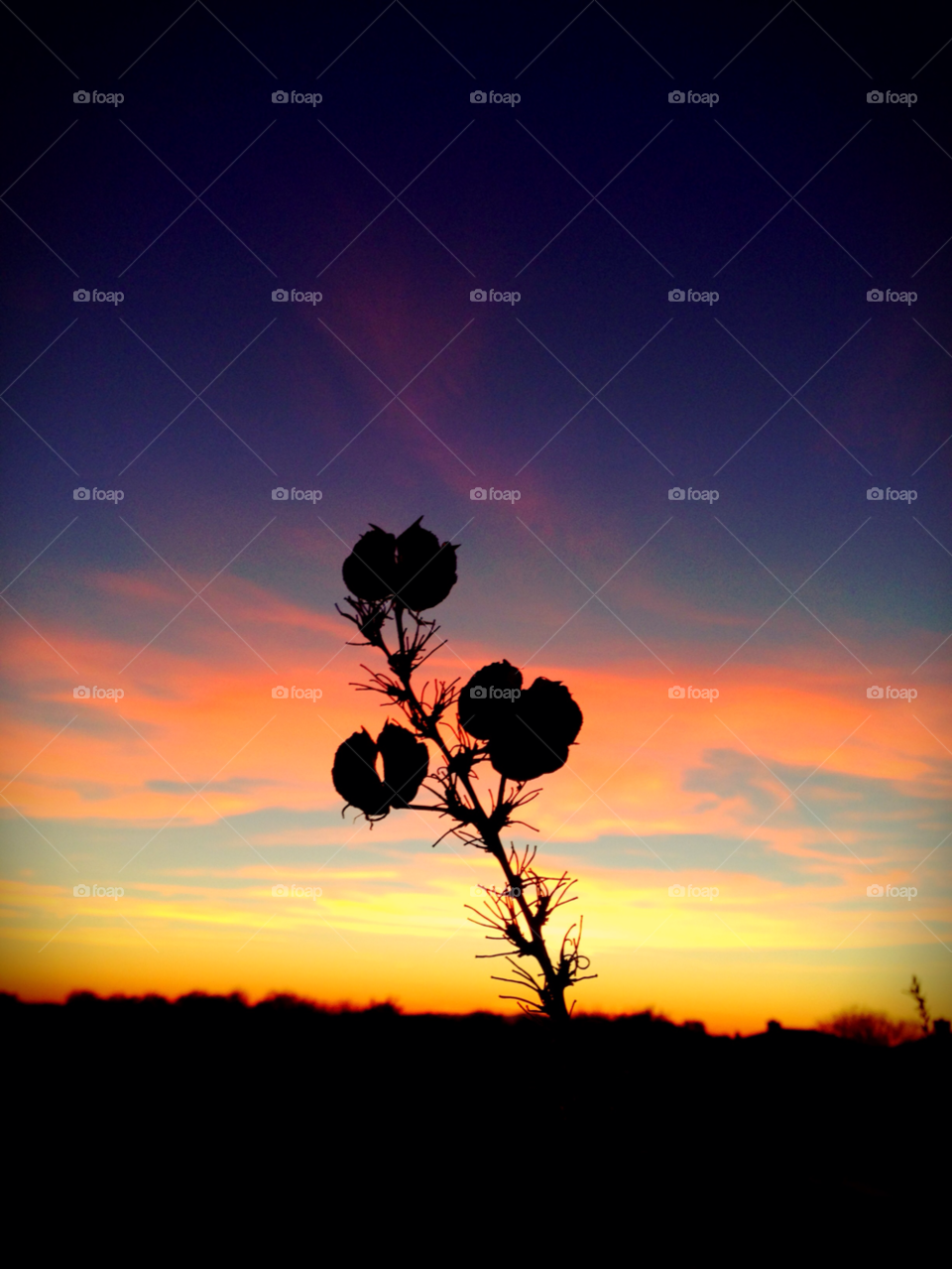 arizona sky sunset plant by melody