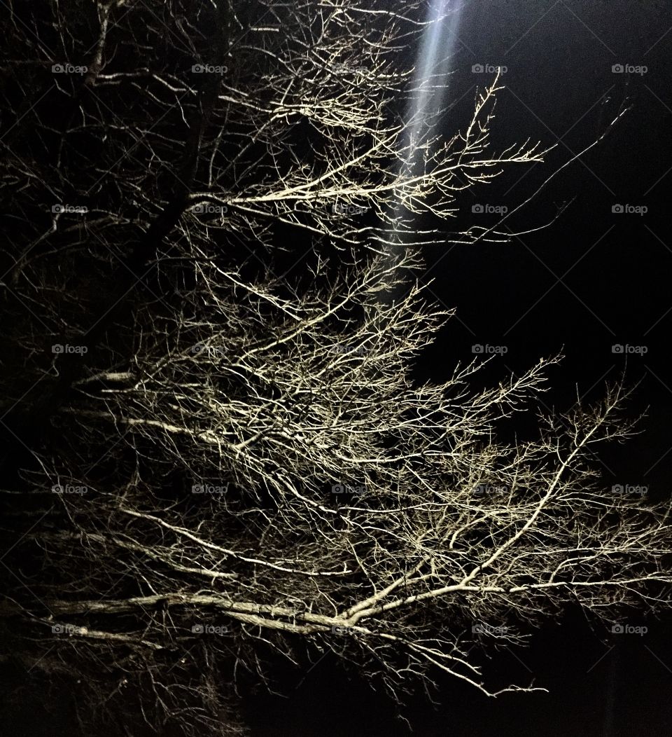 Tree night