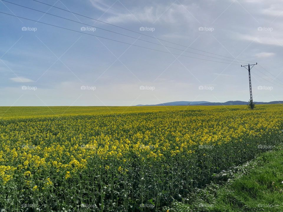 rapeseed field