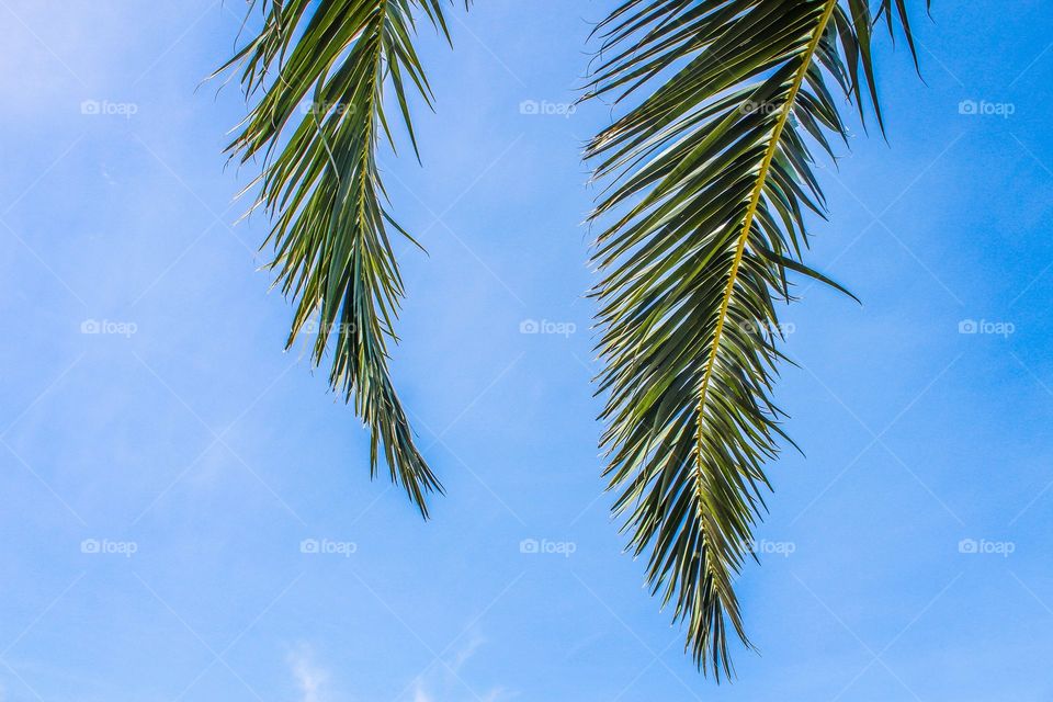 palm