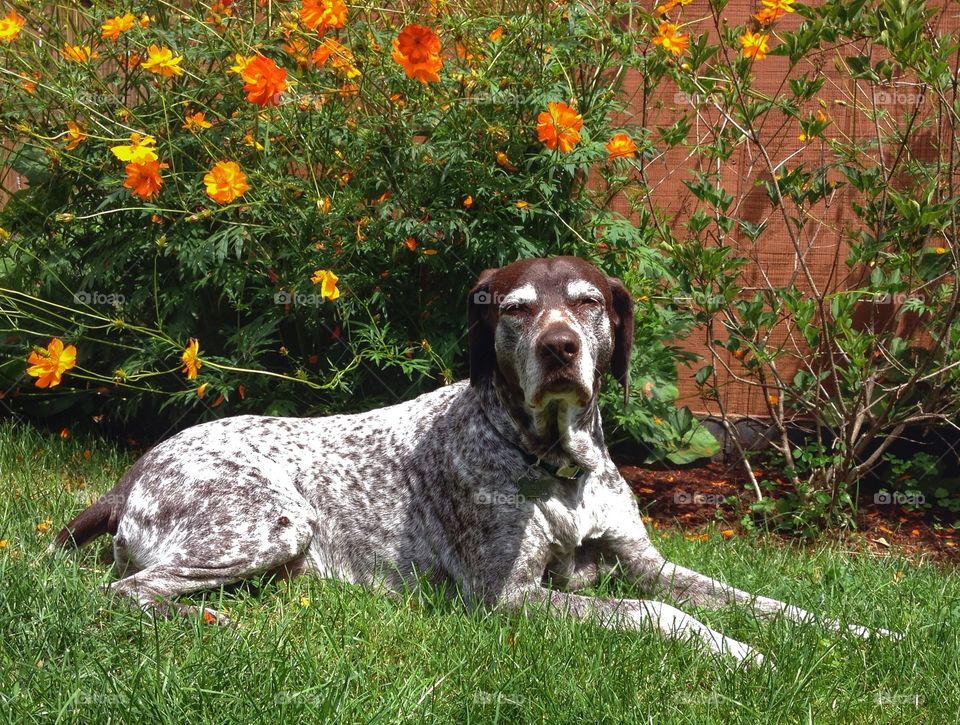 German shorthair pointer. Hunting dog. 