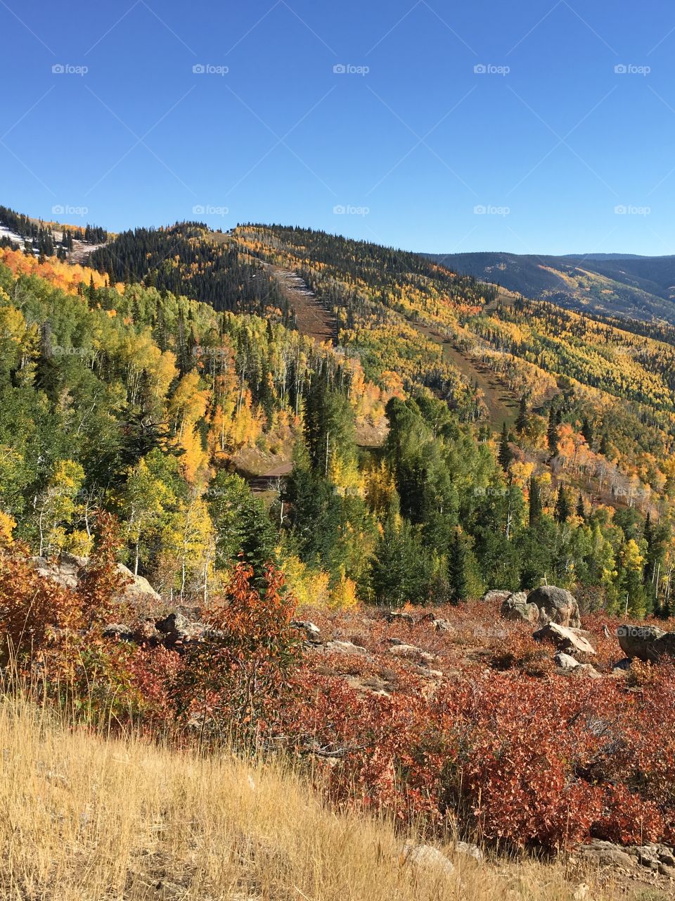 Forest in fall 