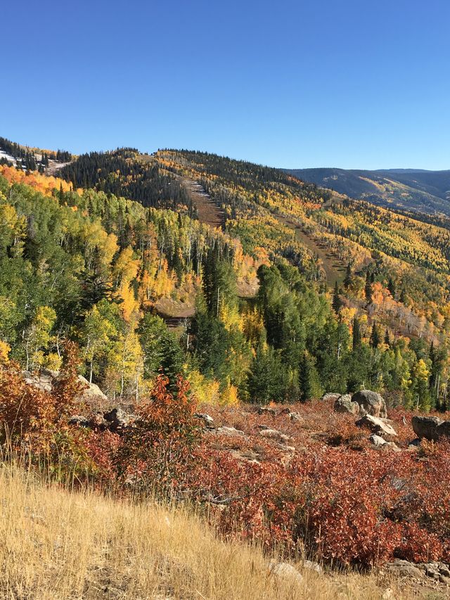 Forest in fall 