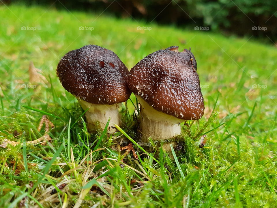tiny toadstool couple