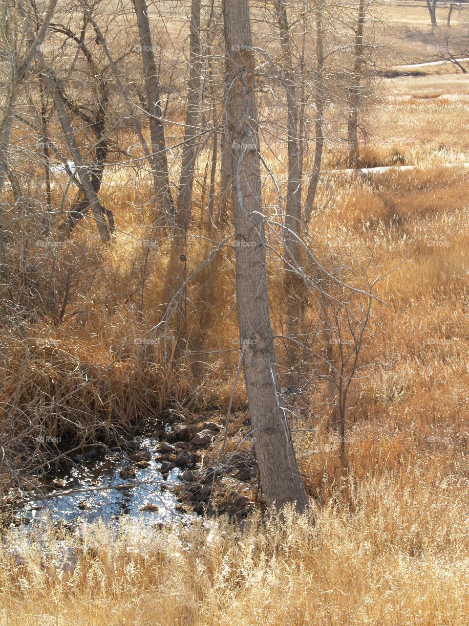 Beautiful Small Water