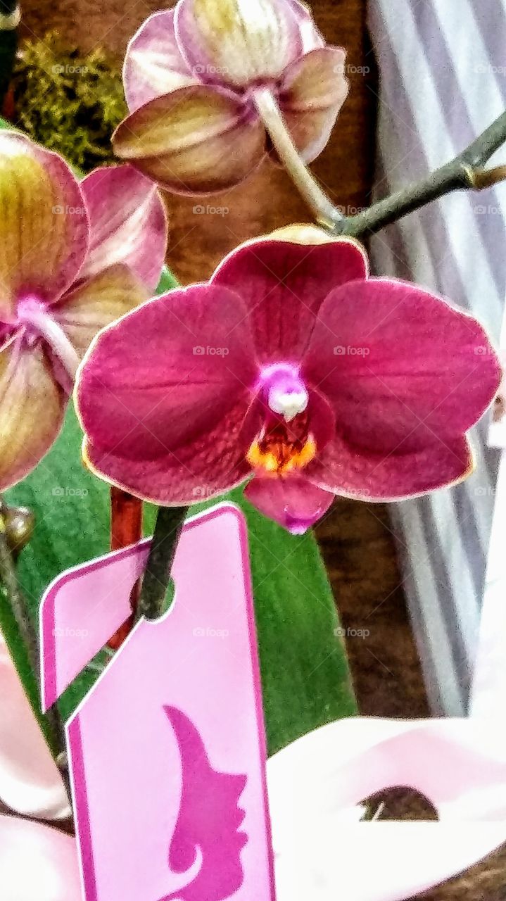 What an orchid