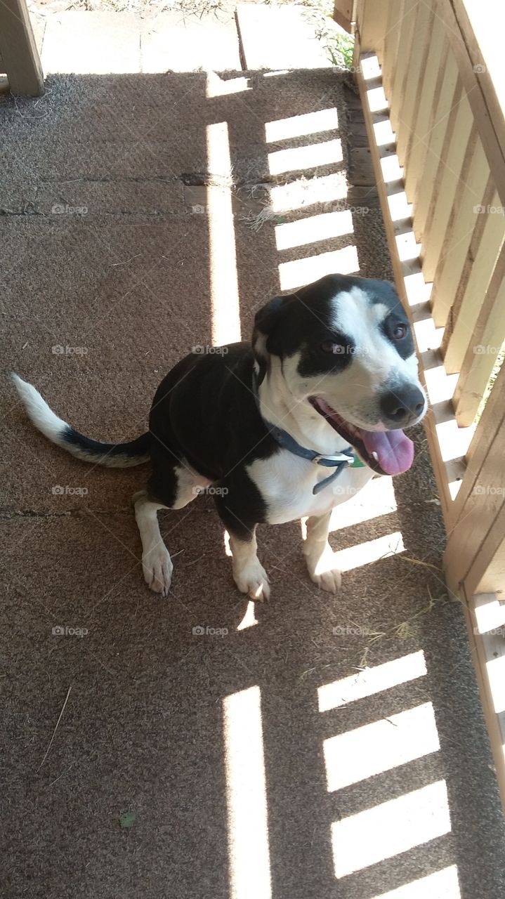 lab mix, sitting and smiling for ger camera