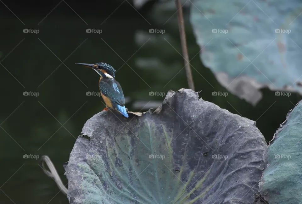 Kingfisher