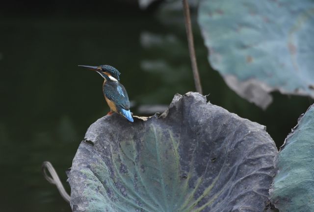 Kingfisher