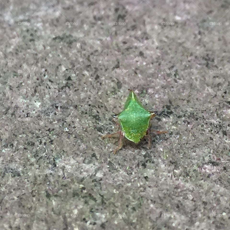 Leaf hopper bug