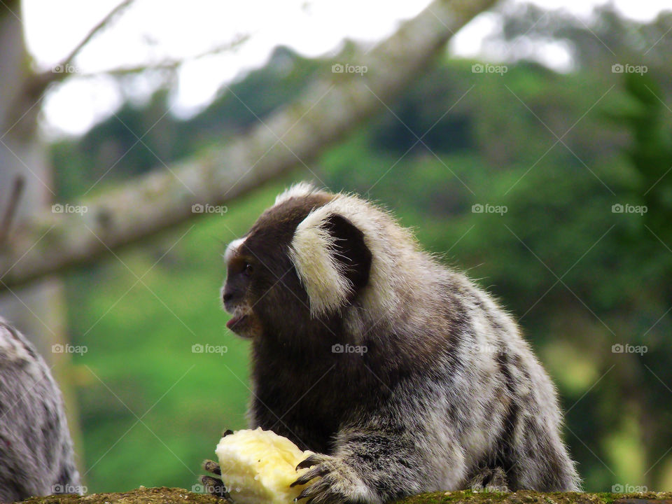 Little marmoset in the Botanical Garden eating a banana
