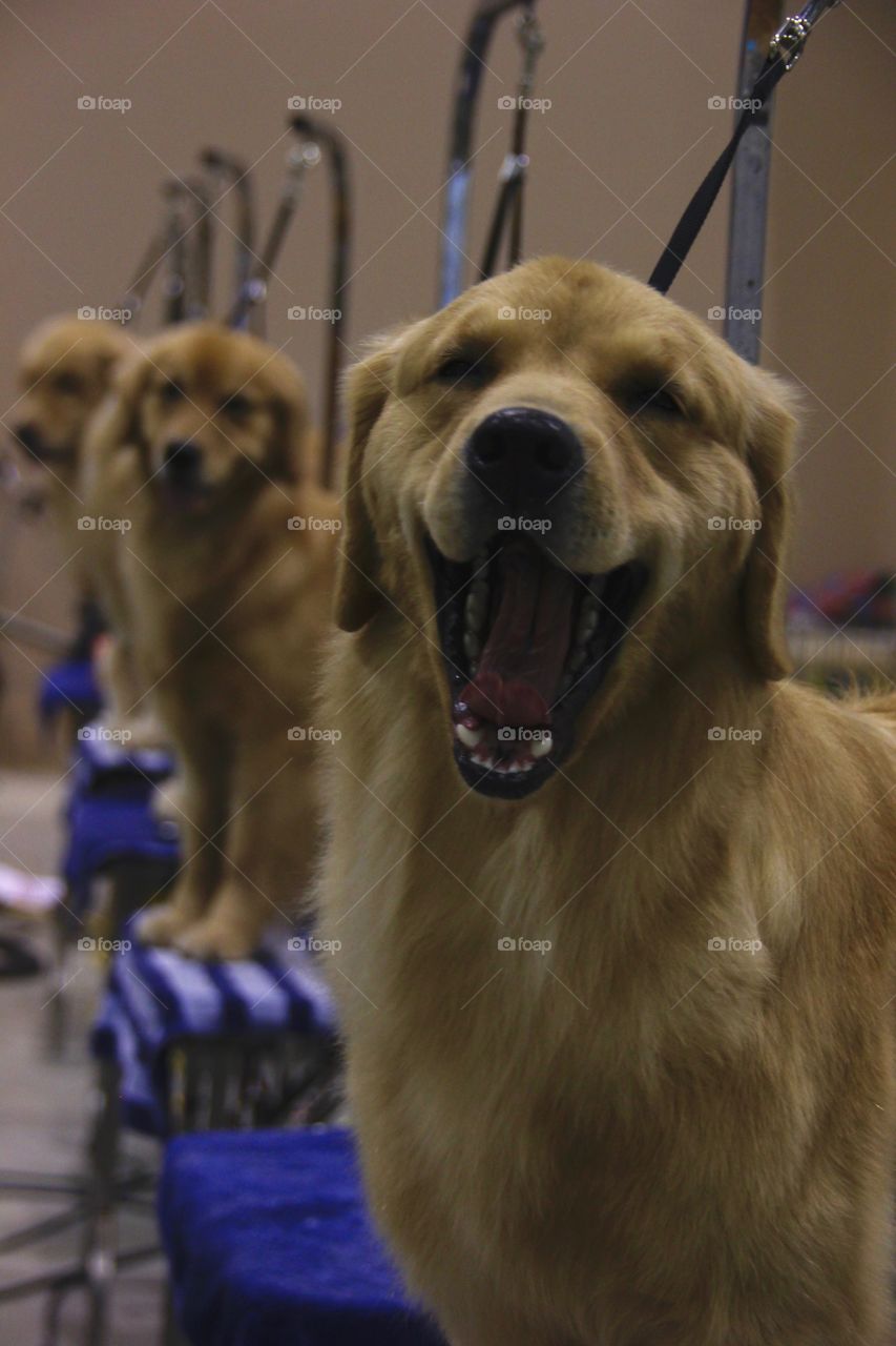 A golden retriever produces a giant yawn- or is it a smile?