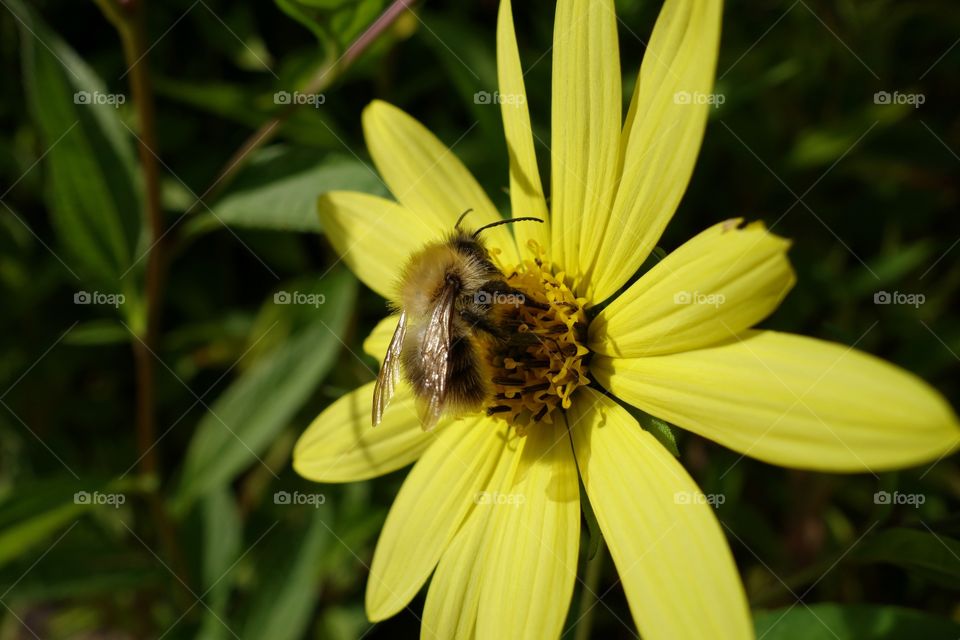 Close-up of bee pollinating on sunflower